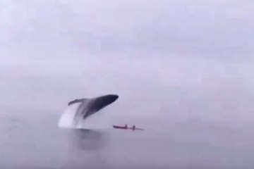 Ballena jorobada aplasta a pareja de kayakistas