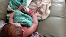 Un chaton et une petite fille se réveillent ensemble de leur sieste