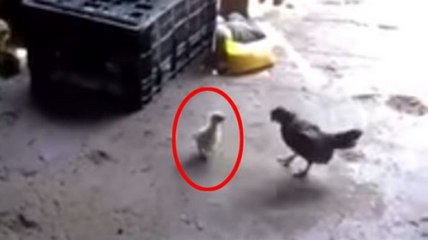 This Chick Is More Alpha Than You Will Ever Be