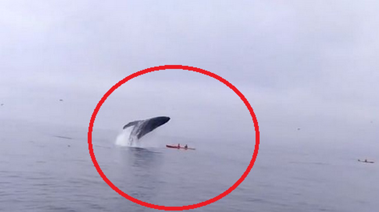 Kayak Gets Crushed Under A Breaching Whale
