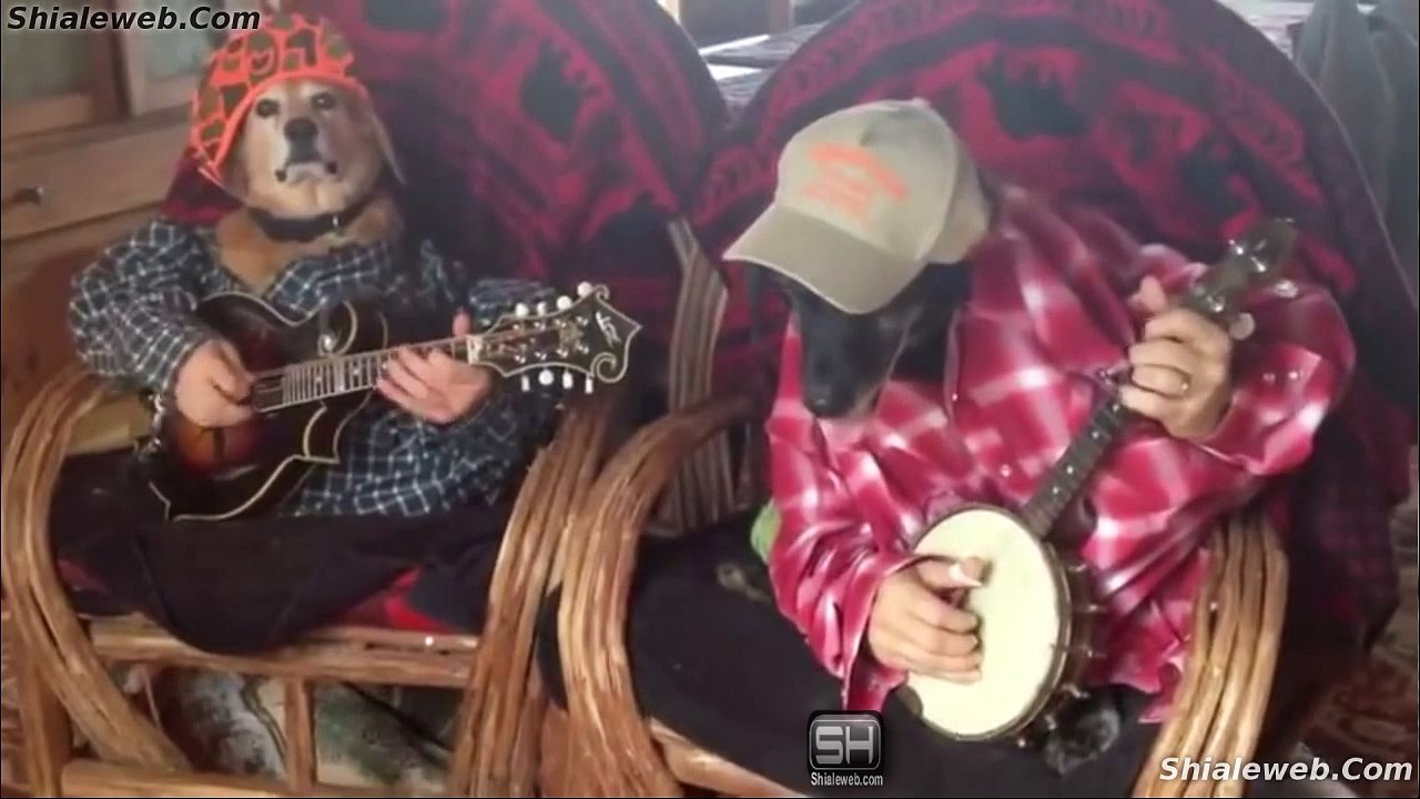 UN PAR DE PERROS INTERPRETAN UNA MELODIA CON GUITARRA Y BANJO MASCOTAS ARTISTAS ANIMALES COMICOS SEPTIEMBRE 2015