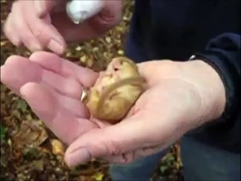 Громкий храп маленького хомячка