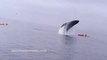 Une baleine atterrit sur des kayakers après son saut hors de l'eau