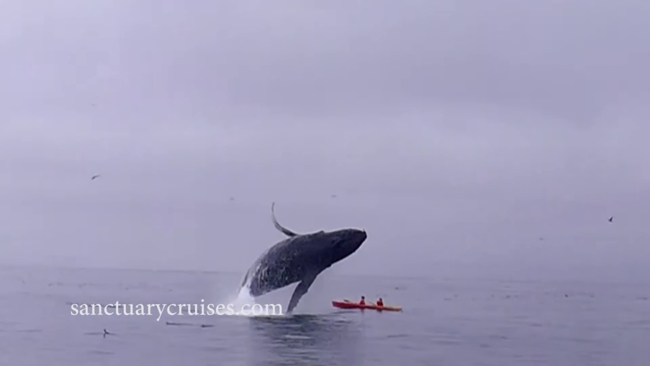 Breaching Humpback Whale lands on top of Kayakers