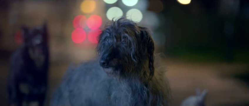Dog sings 'I will survive' in this touching ads for Pets protection Blue Cross