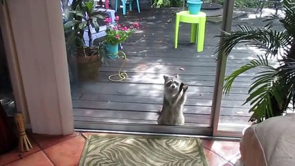 Download Video: Un raton laveur frappe à la porte pour demander à manger! Trop mignon