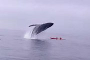 Humpback Whale Almost Lands On Top Of Two Kayakers (HD)