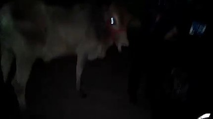 Sold For 38,000 Karachi Mandi 2015