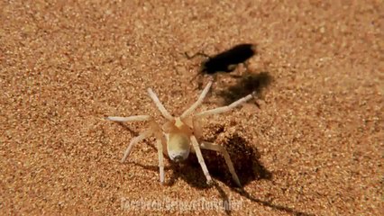 Takla Atan Örümcek ve Eşek Arısı Kavgası