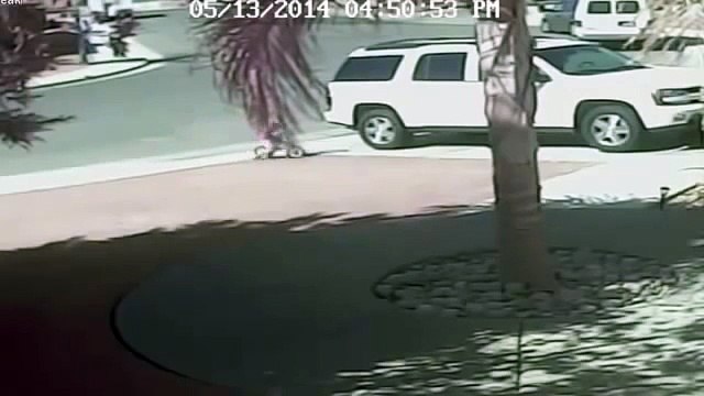 Кот спас 4х летнего ребенка от нападения собаки