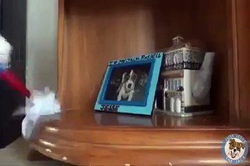 Amazing Dog Ever-Helping his Owner in Morning