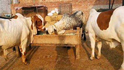 Beautiful Qurbani Akbar Cattle Farm 2015 Part 1