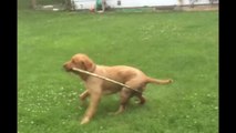 Cute Puppy Likes To Hula Hoop