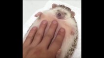 Cutest animal ever : This hedgehog is in heaven!!!!