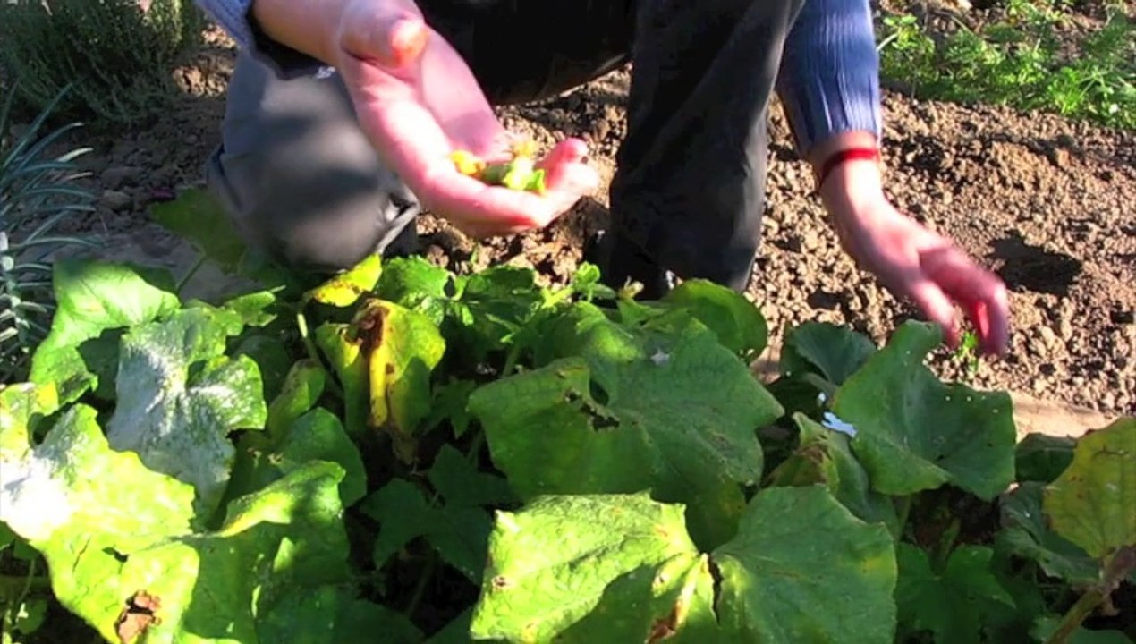 Jardinage l'art de la récolte et de la conservation des cornichons