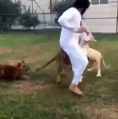 Ils jouent avec des Tigres