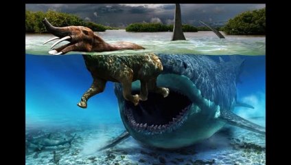 shark attack caught on  camera