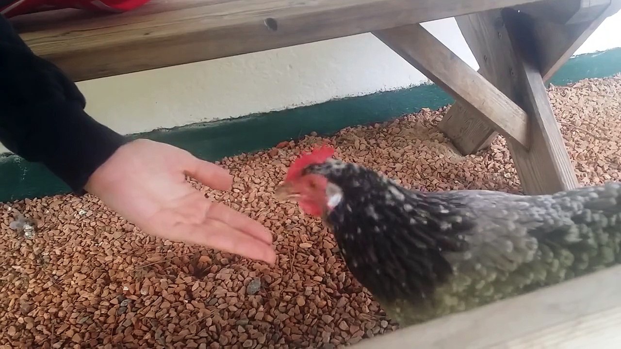 Die Huhner fressen einen aus der Hand%21