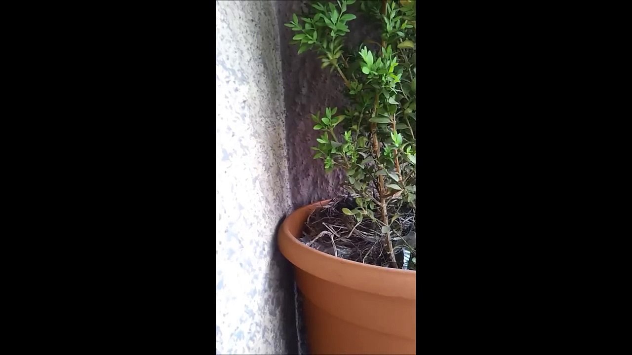 Amsel Kucken auf dem Balkon geschlupft