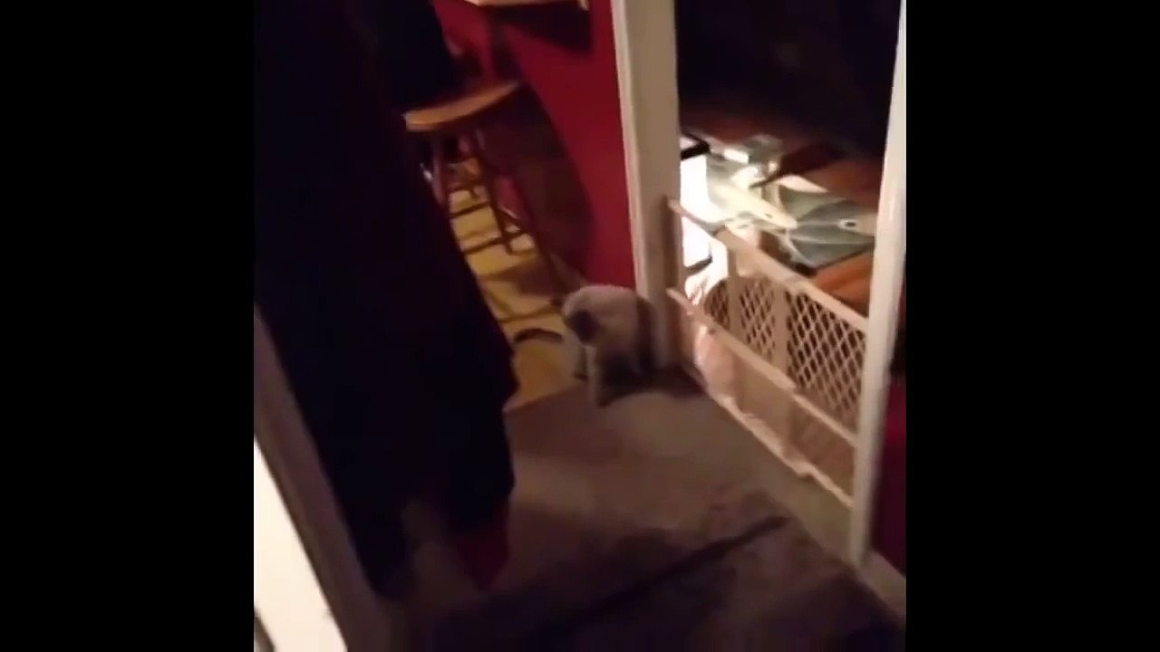 Cat get Scared