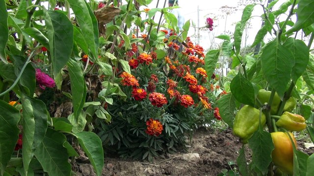 Плодородная земля в коттеджном поселке «Соколина Гора». Растет все!