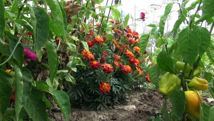 Плодородная земля в коттеджном поселке «Соколина Гора». Растет все!