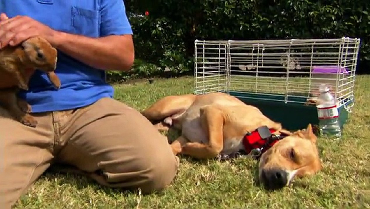 Hayvan Katili ve Obur Matilda