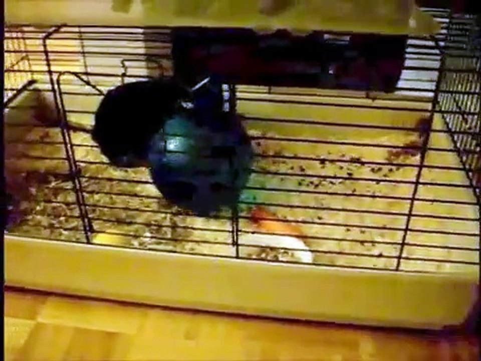 Hase popt Luftballon