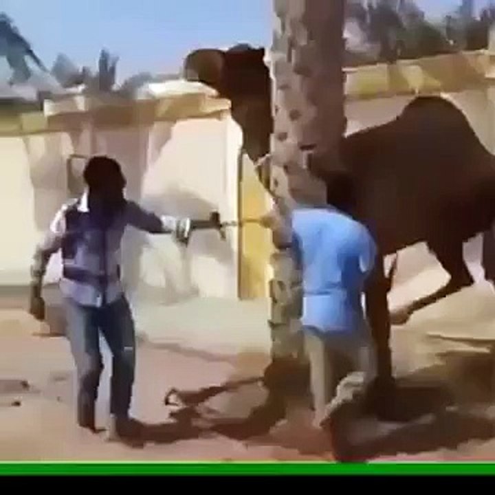 FunnyCamal2014
