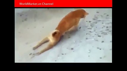 Clip cảm động và ý nghĩa Chú chó đi bằng hai chân