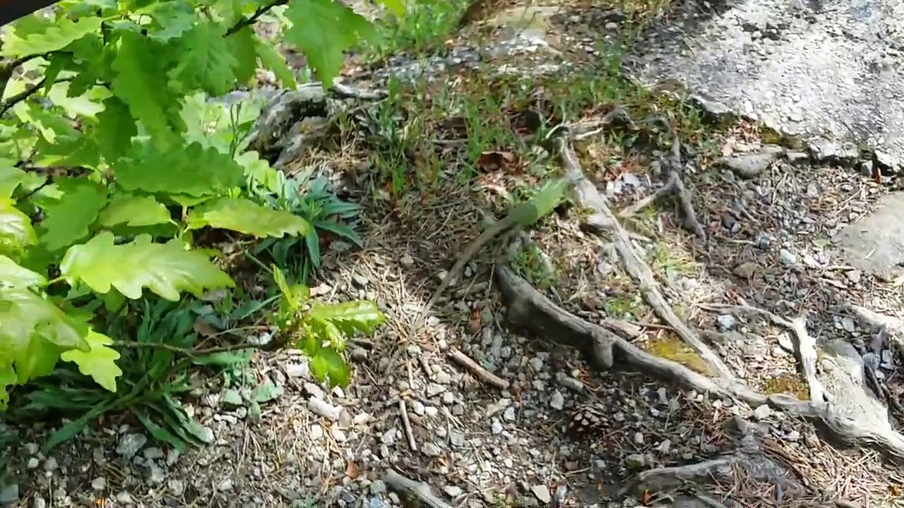Smaragteidechse am Steiner Felsen an der Donau Schlogener Schlinge