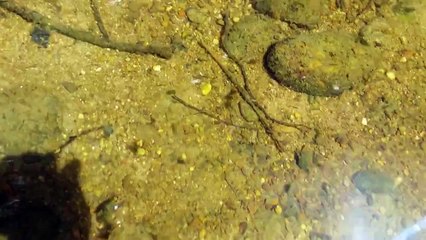 Tausende Fischlein in der Aschach an der Donau