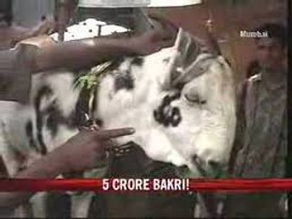 Goat with Allah Name On his Body . Goat Price 5 Crore
