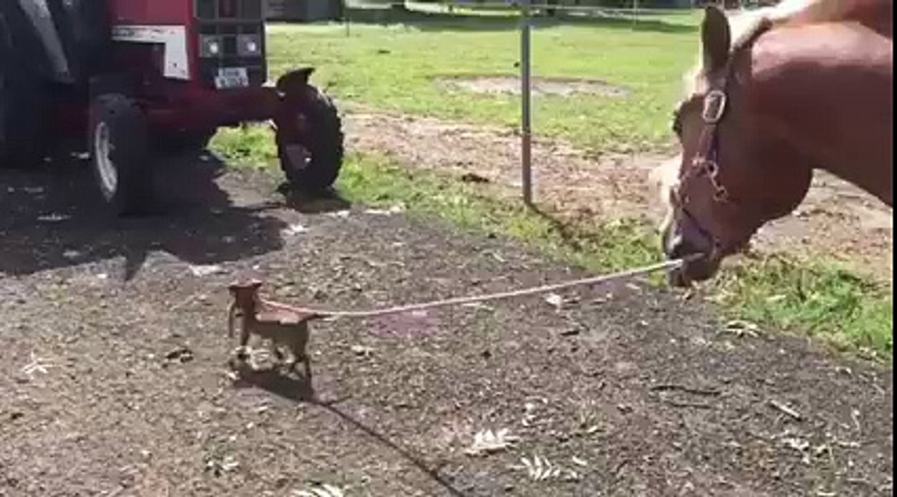 Little dog