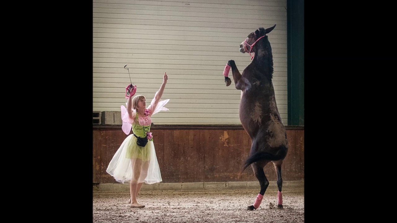 Zyra la mule en spectacle en liberté au Wéléqui :D