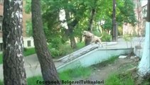 Bu köpek insanlara taş çıkartır :)