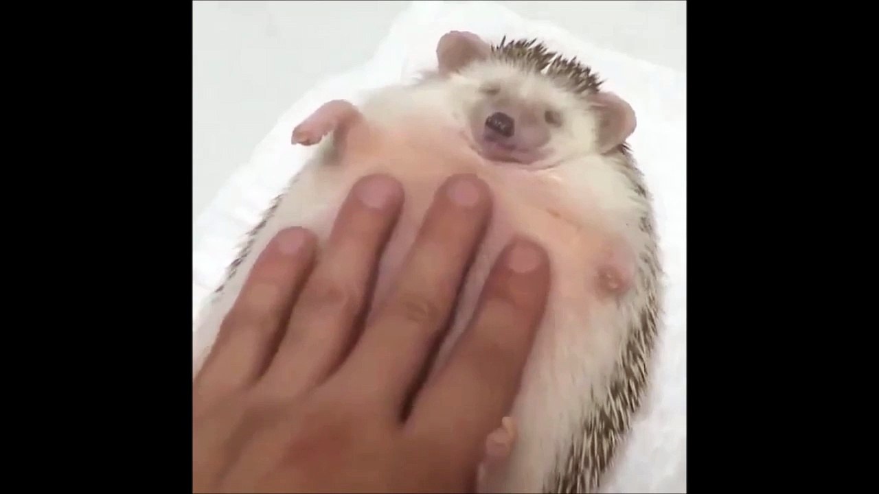 Sonic le hérisson sait aussi se poser! En mode zen