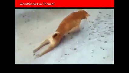 Clip cảm động và ý nghĩa Chú chó đi bằng 2 chân