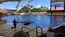 Expectaculo orcas loro parque