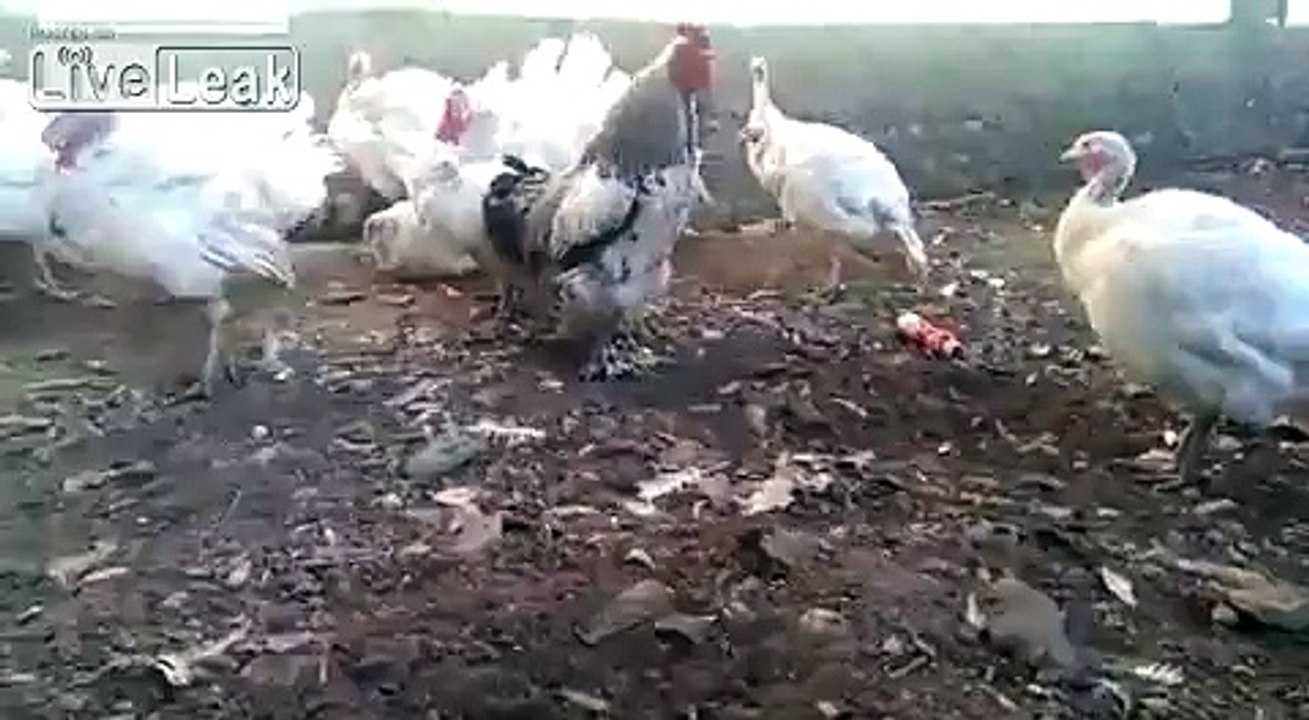 Big Rooster Kicks Kid Ass