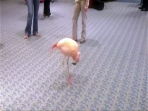 Un flamant rose danse au son d'une cornemuse