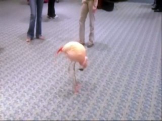 Flamingo dances to Bagpipes Music!