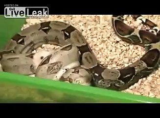 **BOA CONSTRICTOR VS HAMSTER** -LIVE FEEDING-