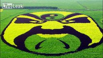 Amazing rice field art