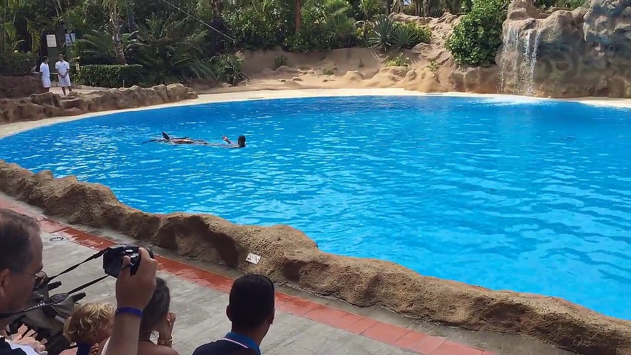 Expectaculo delfines loro parque