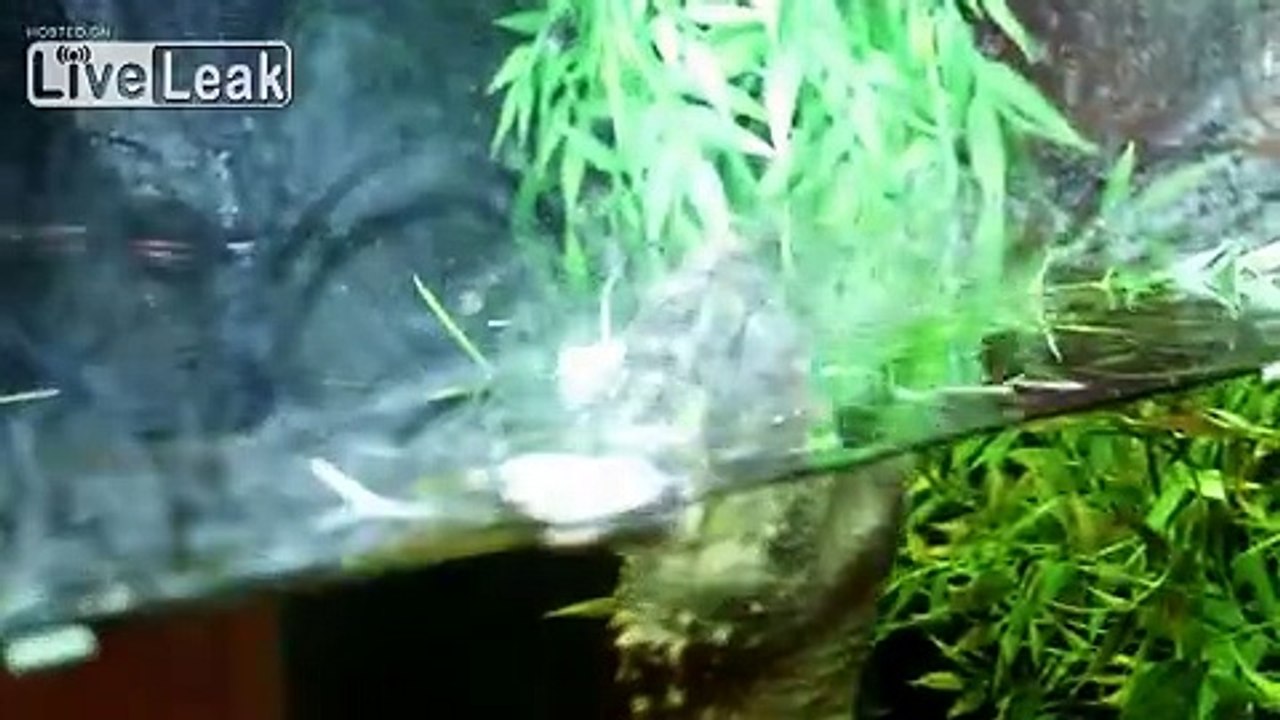 *MONSTER TURTLE VS MOUSE** -LIVE FEEDING-