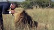 The Lion Whisperer Plays Football (Soccer) with Lions