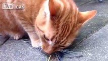 Cat eats bird