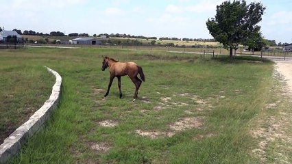 How a Mama horse teaches her baby