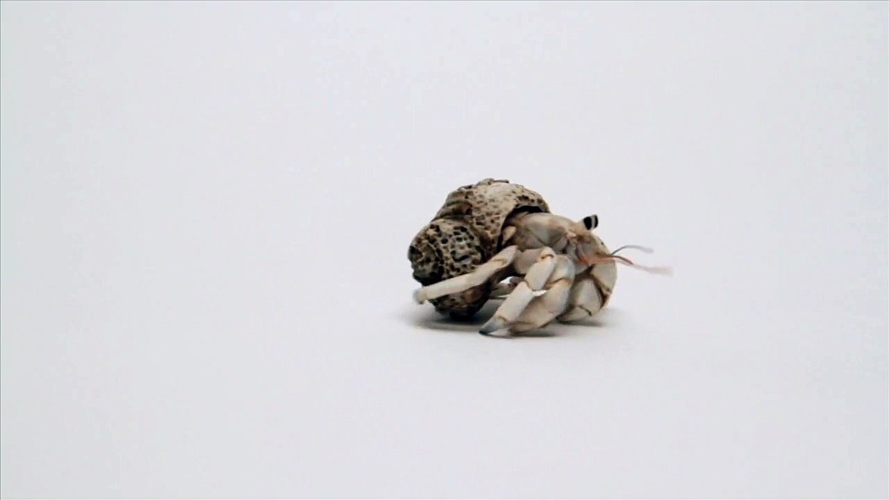 Coquilles de bernard l'hermite fabriquées en 3D